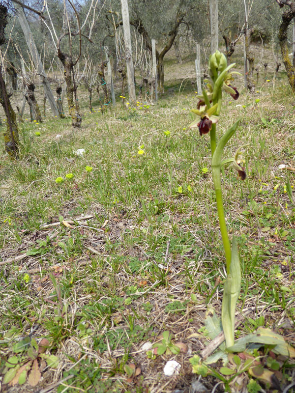 Ophrys sphegodes subsp. sphegodes